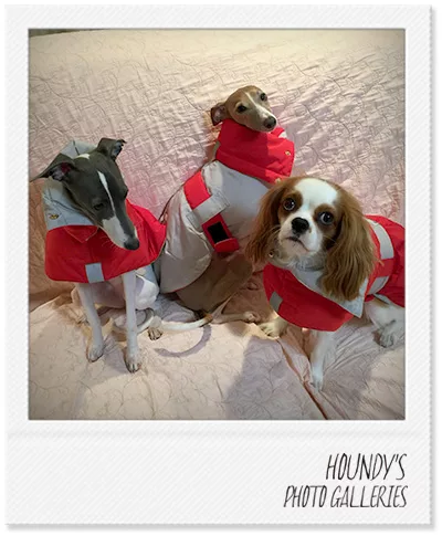 イタグレのモカちゃんとサラちゃん＆キャバリアのゆずちゃん犬服ご着用画像