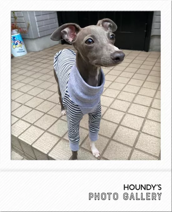 バディー君 イタグレ服 ご着用写真