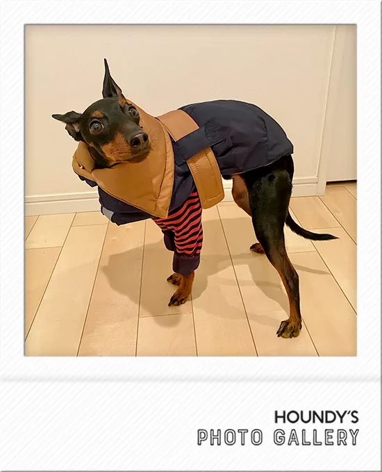 トイマンチェスターテリアのステラくん 犬服着用写真