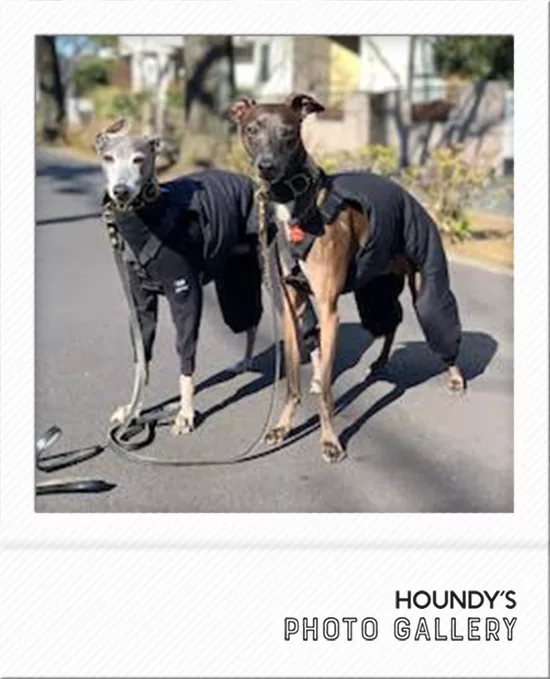 レオンくんとダイヤくん イタグレのパンツ 犬服 ご着用 写真