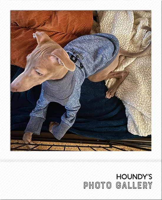 アルノくん 名前入りのイタグレ服 ご着用写真